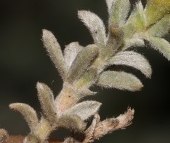 Polhillia xairuensis