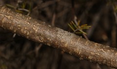 Polhillia xairuensis