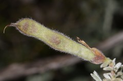 Polhillia xairuensis