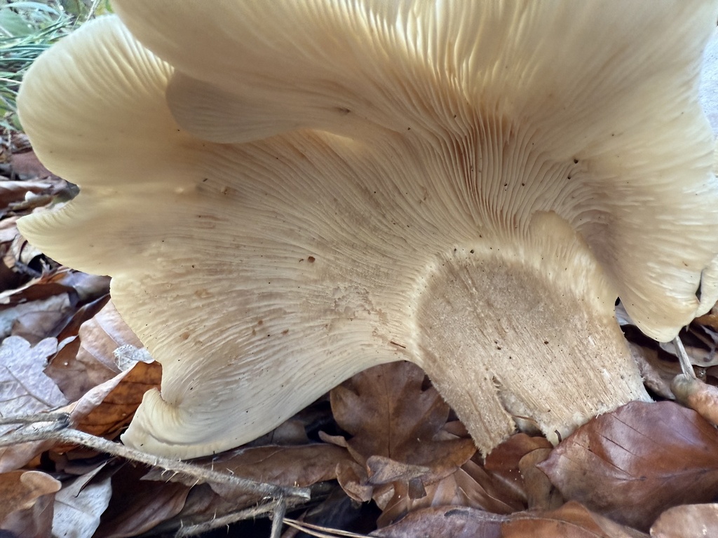 Clitocybe nebularis · December 2025 · photo: © cjoynson (iNaturalist, cc0)