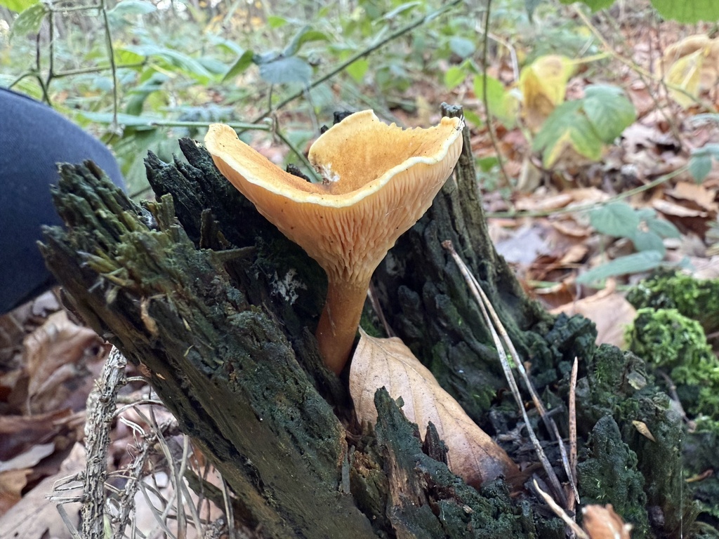 Hygrophoropsis aurantiaca · December 2025 · photo: © cjoynson (iNaturalist, cc0)