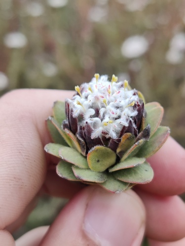 Cederberg conebush (Leucadendron dubium)