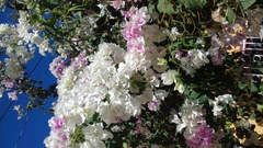 Bougainvillea