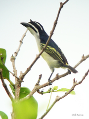 Pogoniulus bilineatus