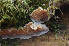 Skeletocutis amorpha