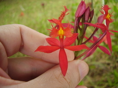Epidendrum ibaguense