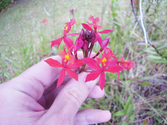 Epidendrum ibaguense
