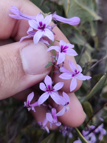 Pakhuis Baroe (Cyphia ranunculifolia)