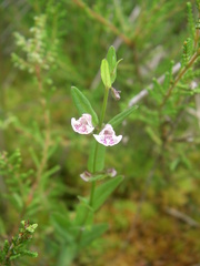 Scutellaria minor