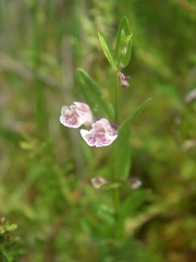 Scutellaria minor