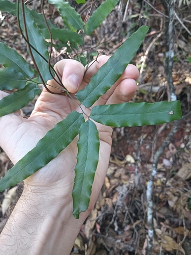Lygodium reticulatum (Lygodium reticulatum)