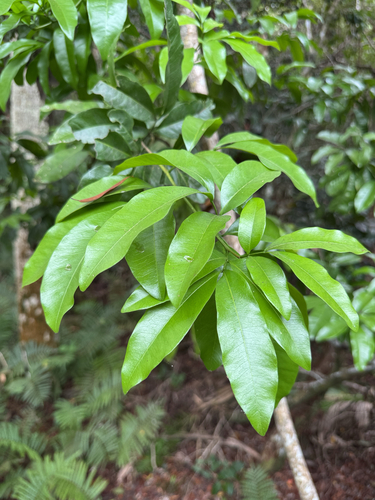Inkwood (Exothea paniculata)