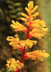 Guzmania scherzeriana