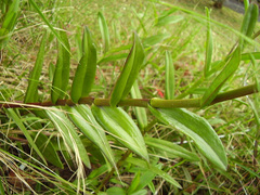 Epidendrum ibaguense