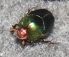 Proagoderus aureiceps