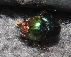 Proagoderus aureiceps