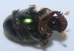 Proagoderus aureiceps