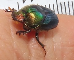 Proagoderus aureiceps