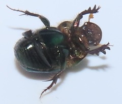 Proagoderus aureiceps