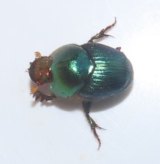 Proagoderus aureiceps