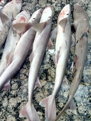 Longnose Spurdog photo 3