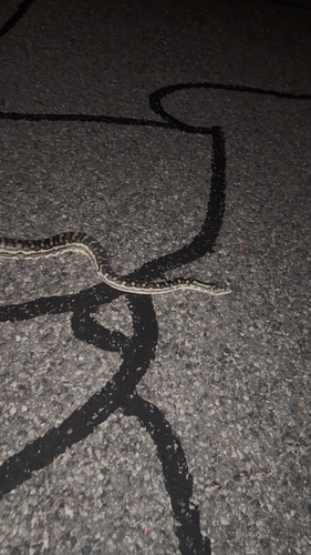 Southwestern Carpet Python sighting