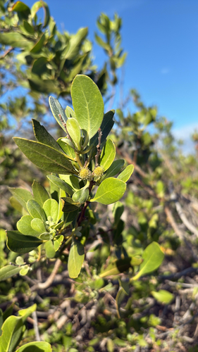 Conocarpus erectus observed 2025-12-11