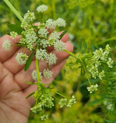 Apium graveolens iNat (3)