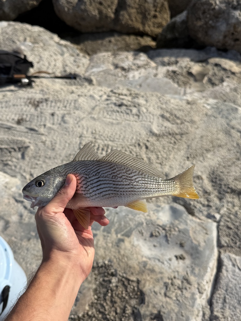 Sand Drum