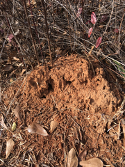 Solenopsis saevissima