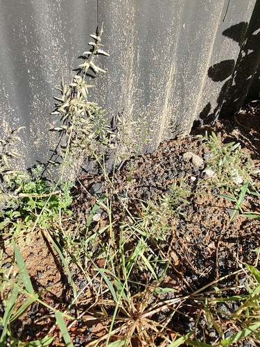 stinkgrass