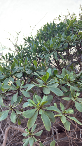 Myoporum sandwicense observed 2025-12-11