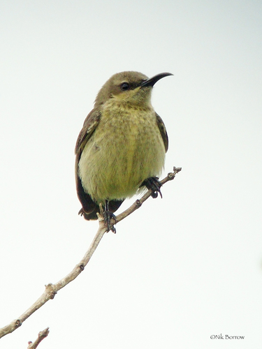 Copper Sunbird