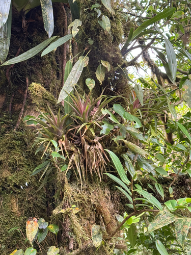 Guzmania angustifolia (Guzmania angustifolia)