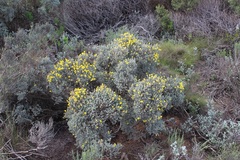Polhillia xairuensis