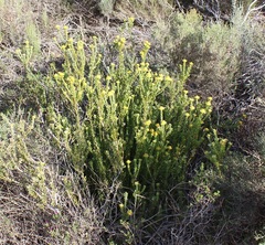 Leucadendron coriaceum