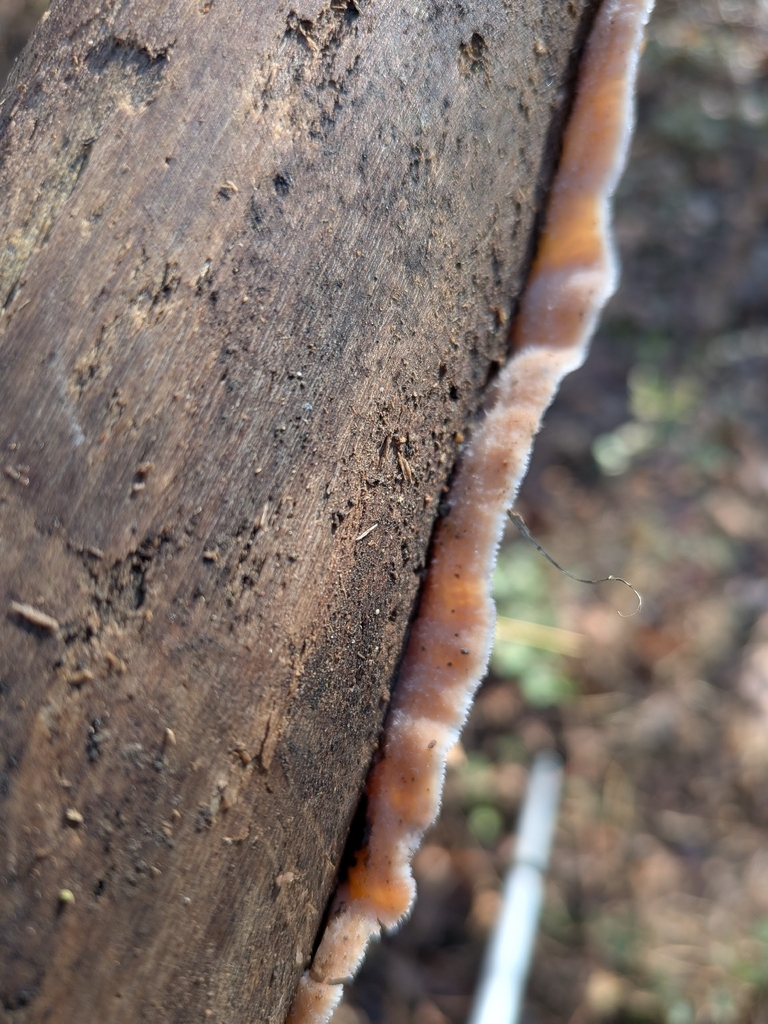 Merulius tremellosus · December 2025 · photo: © robert_alabama (iNaturalist, cc0)