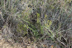 Euchaetis longicornis