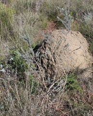 Aspalathus eustonbrownii