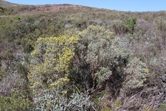 Polhillia xairuensis