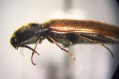 Ampedus mixtus
