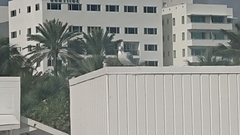Larus delawarensis
