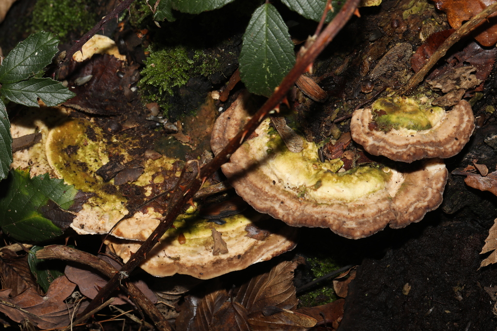 Trametes gibbosa · December 2025 · photo: © steve_mcwilliam (iNaturalist, cc0)
