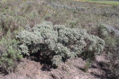 Polhillia xairuensis
