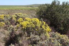 Polhillia xairuensis