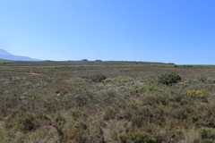 Polhillia xairuensis