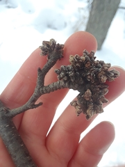 Acalitus calycophthirus