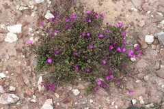 Drosanthemum quadratum