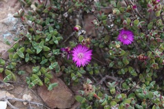 Drosanthemum quadratum