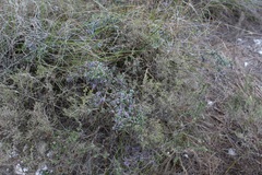 Amphithalea violacea